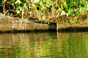 caiman tambopata