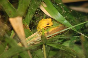 frogs tambopata