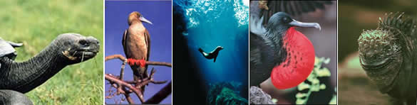galapagos2